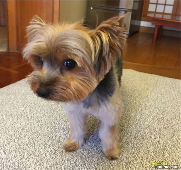 最吸引人眼球的7种品种犬，你想要养哪一种狗？