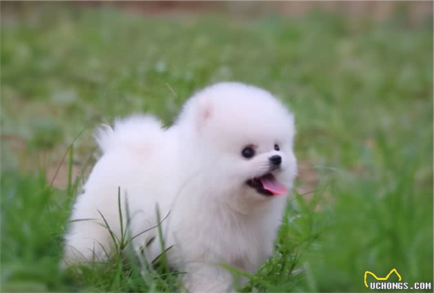 最吸引人眼球的7种品种犬，你想要养哪一种狗？