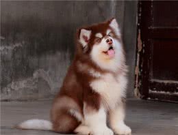 最吸引人眼球的7种品种犬，你想要养哪一种狗？