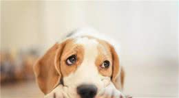 遛狗拴绳入法，狗主人们，请遵守