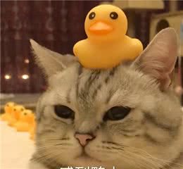 除了无毛猫，这5种猫咪掉毛也非常少