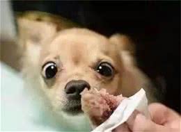 这5种食物是狗狗的“至爱”，随便一种，就能把它勾走