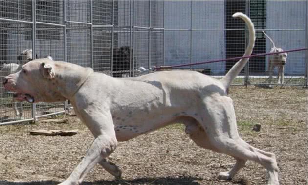 实力派的世界级猛犬—库达犬和土佐犬，谁是东方猛犬之王