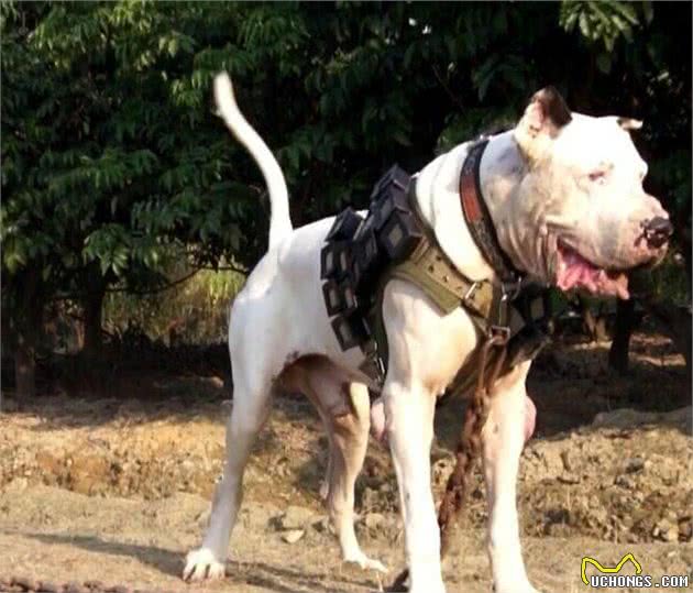 实力派的世界级猛犬—库达犬和土佐犬，谁是东方猛犬之王