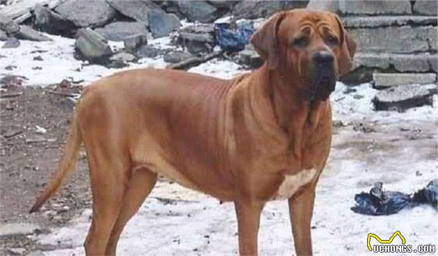 实力派的世界级猛犬—库达犬和土佐犬，谁是东方猛犬之王