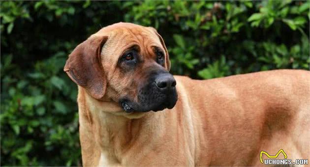实力派的世界级猛犬—库达犬和土佐犬，谁是东方猛犬之王