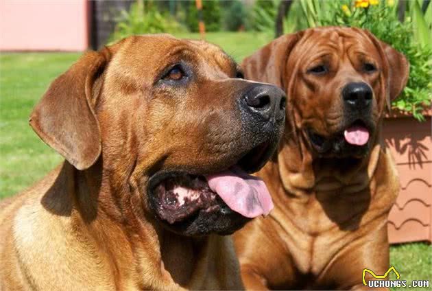 实力派的世界级猛犬—库达犬和土佐犬，谁是东方猛犬之王