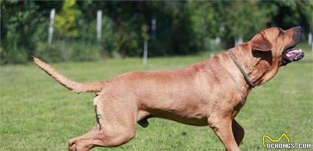 实力派的世界级猛犬—库达犬和土佐犬，谁是东方猛犬之王