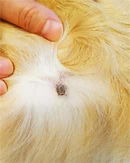 犬猫体外寄生虫—蜱虫（人畜共患疾病）