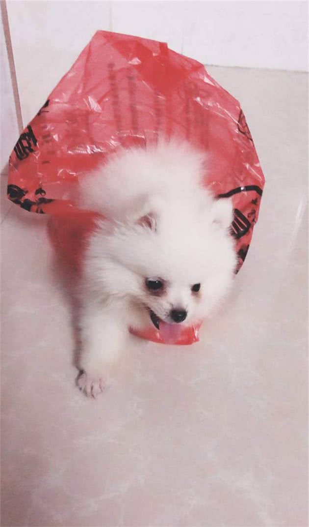 狗狗眼睛的日常护理