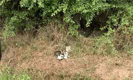 猫咪一家被人抛弃，猫妈妈却“无能”，可怜两只小猫，白白饿3天