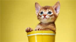 盘点九种粘人的猫猫！有你喜欢的吗？