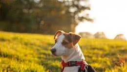 夏季，给宠物定期驱虫