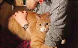 这几种猫，一旦流浪，根本活不下去