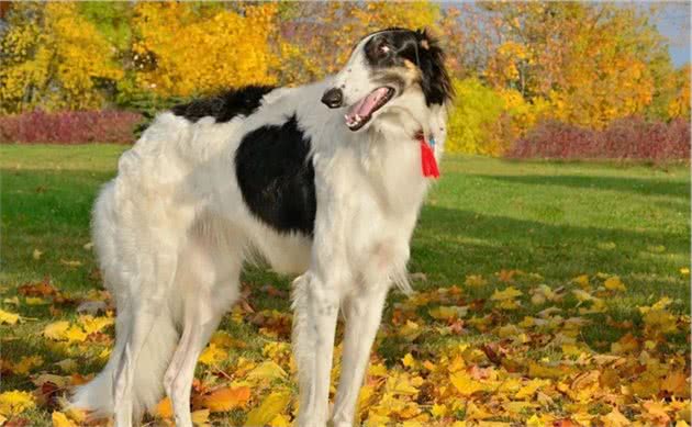 苏俄猎狼犬—波索尔，您认识吗？