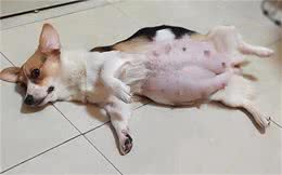 狗狗吃蛋壳不能补钙，误拿爱犬来试错，小心补出消化不良