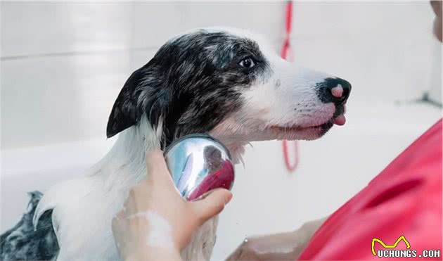 对边境牧羊犬来说，这几件事，如同上刑