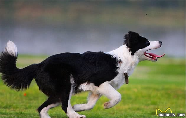 对边境牧羊犬来说，这几件事，如同上刑
