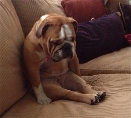 最伤狗的7种饲养方式，种种都会要它的命，多数主人却天天做