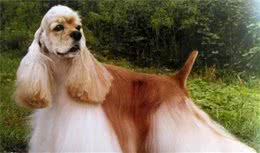 犬种百科—可卡犬
