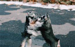 如果你不知道这些，最好不要养“雪纳瑞犬”