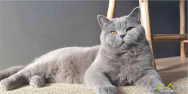 猫咪“耳螨”并不可怕，了解这些知识可以更好地应对它！
