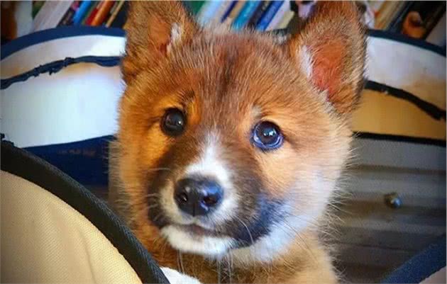 小狗上门求收留，主人越养越觉得不对，兽医：它不是宠物犬