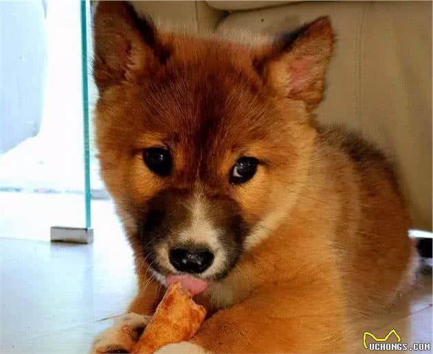 小狗上门求收留，主人越养越觉得不对，兽医：它不是宠物犬