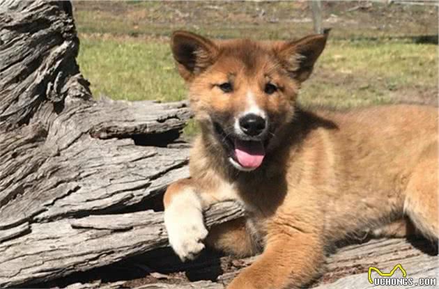 小狗上门求收留，主人越养越觉得不对，兽医：它不是宠物犬