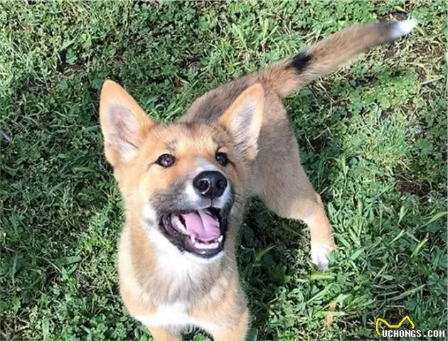 小狗上门求收留，主人越养越觉得不对，兽医：它不是宠物犬