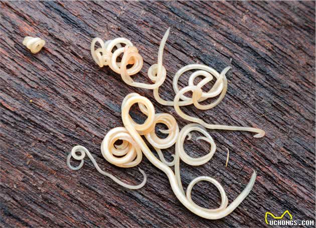 辟谣：狗狗驱虫打驱虫针比口服驱虫药效果好？宠物医生告诉你答案