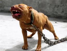 世界上最凶残的7种烈性犬，不要轻易靠近它们