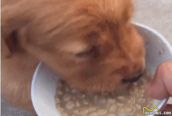 狗狗断奶是狗生中的重要大事，必知狗断奶的最佳时期及注意事项