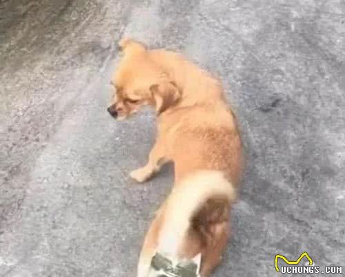 为了避免狗狗被欺负怀孕，男子特意做了个神器：这下万无一失了吧