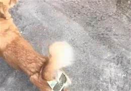 为了避免狗狗被欺负怀孕，男子特意做了个神器：这下万无一失了吧