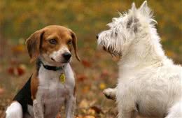 犬窝咳到底有多可怕？你要知道这七个相关知识，才能明白如何面对