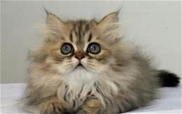 金吉拉多少钱一只？金吉拉价格如何