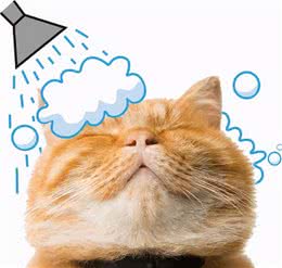 猫咪洗澡的正确姿势，铲屎官洗猫总会被抓，用对手法很重要