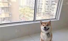 柴犬摇尾巴是什么意思？