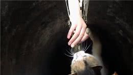 小橘猫被困下水道，好心人投喂2个月，却因太胖出不来了