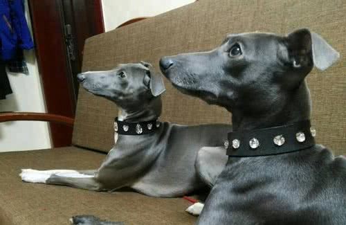如何养好意大利小灵缇犬