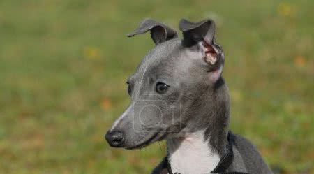 如何养好意大利小灵缇犬