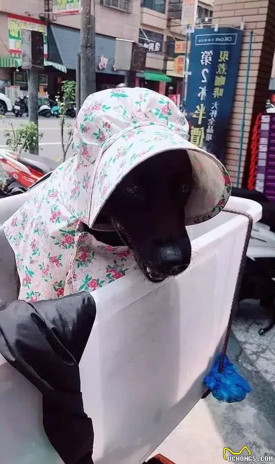 这台湾大爷给狗子的防晒措施做得太足了吧~