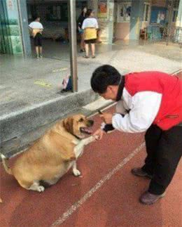 校犬因长得太可爱，老师同学长期给狗子买零食吃，狗子直接胖成牛