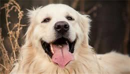 养一只金毛犬，一个月要花多少钱？