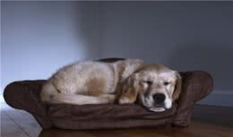 什么是犬淋巴瘤？狗狗中最常见的癌症之一，主人要更了解它