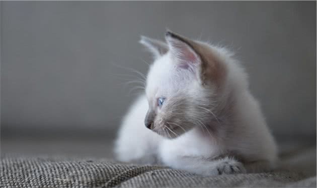 大多数的猫会很粘人，喜欢与主人呆在一起，其中哪种是最粘人的猫