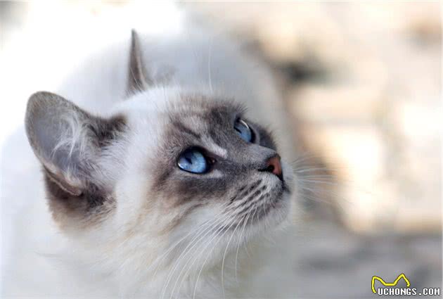 大多数的猫会很粘人，喜欢与主人呆在一起，其中哪种是最粘人的猫