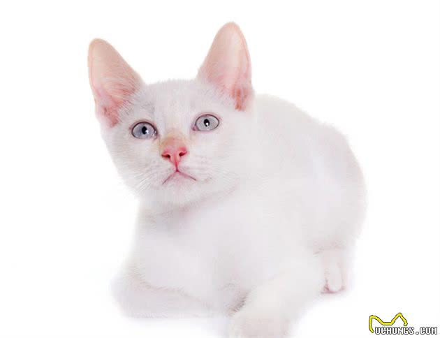 大多数的猫会很粘人，喜欢与主人呆在一起，其中哪种是最粘人的猫