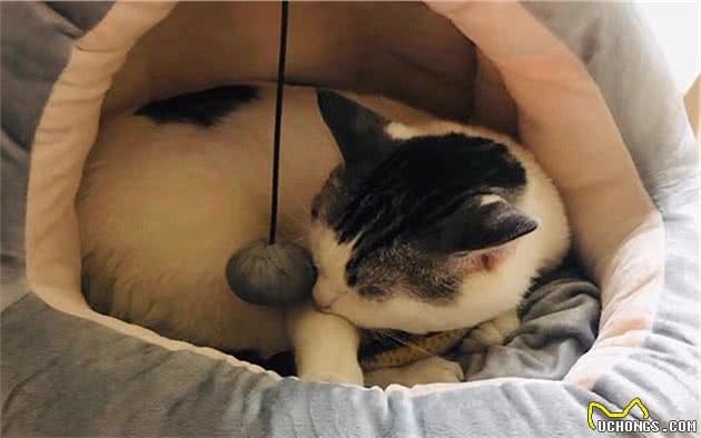 猫咪的肛门腺不一定要挤，但前提是主人做好定期检查